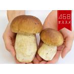 [ сезон ограничение ] свежий poruchi-ni. summer < Италия > porcini[100g]