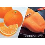 2025年 冬ギフト お歳暮 B047 愛媛県産紅まどんなと 福島県産JAふくしま未来あんぽ柿（12月中旬より順次発送）