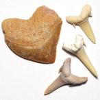 【N2 stone Natural】天然化石 絶滅した古代種の鮫歯 (fossil shark tooth) / 標本 | (2種類セット: スクアリ