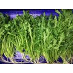 露地栽培　セルバチコ　神奈川県　三浦産　PC=100g