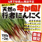  гора .. line человек чеснок ( натуральный ) север море гора | Hokkaido . примерно блок Tokachi производство весна. дикоросы 