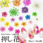 【1-20】ケース入り　押し花（ドライフラワー）10枚入り【ミニチュア/プリザーブドフラワー/パーツ/ハンドメイド/レジン/クラフト/レースフラワー】