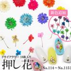  засушенный цветок сухой цветок (114-115) в кейсе 10 листов ввод 