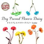 押し花　ドライプレスフラワーデイジー 全5色 5本入