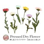 押し花 ドライフラワー 226-231 各種 5枚入り