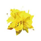  организовать волосы зажим KC-264 Lilly зажим ( желтый )*. покрой делаем 