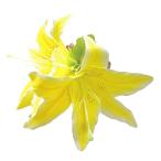  организовать волосы зажим KC-335 Casablanca зажим ( желтый ) *. покрой делаем 