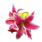  организовать волосы зажим KC-336 Casablanca зажим ( розовый ) *. покрой делаем 