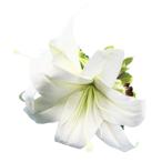  организовать волосы зажим KC-337 Casablanca зажим ( белый ) *. покрой делаем 