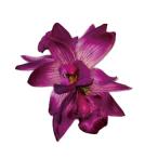  организовать волосы зажим KC-365simbiju-m Mini зажим ( лиловый ) *. покрой делаем 