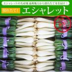 エシャレット 600g 産地直送！シャキシャキ食感の新鮮な採れたてエシャレット！