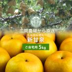 広岡農場の新甘泉(しんかんせん) 5kg詰(7〜18玉入) 鳥取県産 梨 なし 新甘泉梨 訳あり(ご自宅用) 送料無料(北海道・沖縄を除く)