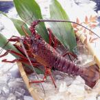  Wakayama префектура производство др. .. Исэ город море .( лангуст )1 хвост ( примерно 1kg) тепловая готовка для &lt;br&gt; бесплатная доставка * часть регион доставка не возможно товар 