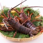  Wakayama префектура производство др. .. Исэ город море .( лангуст )2 хвост ( примерно 1.5kg)*1 хвост на примерно 750g тепловая готовка для бесплатная доставка * часть регион доставка не возможно товар 