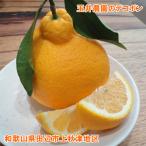 ショッピングデコポン 予約販売　玉井農園の「デコポン」ご家庭用　M〜2Lサイズ（5kg）　送料無料（※北海道・沖縄県はお届けできません）