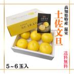 ご贈答用に最適 高知県 特産 温室 土佐文旦 ハウス文旦 ぶんたん 【等級：無字】 5玉〜６玉入 お歳暮
