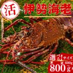 伊勢海老伊勢エビいせえびイセエビ刺...