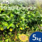  прямая поставка от производителя лимон производство прямой местного производства культивирование период средний нет пестициды зеленый лимон 5kg.. Kochi префектура производство no- воск . коррозия . защита от плесени . не использование синий лимон бесплатная доставка Yamato отправка 