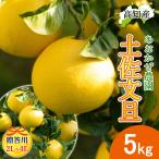 ショッピング文旦 【予約】贈答用 文旦 土佐文旦 2L〜4L 5kg 宿毛文旦 産直 あおかぜ農園 宿毛 ぶんたん 産地直送 高知産 宿毛産 5キロ 送料無料
