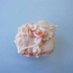 ピンク珊瑚 龍の彫りの帯留め /G.SILVER/着物/浴衣/和装小物 /『宝石サンゴ』
