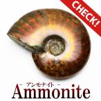 アンモナイト 化石 原石 771-1