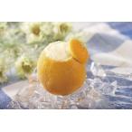  orange шербет f линзы Factory orange шербет раунд 1 шт 