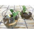 ojima еда ) васаби мозуку 1000g