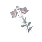 陶芸 下絵具 / 下絵転写紙 3色ききょう