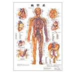 人体チャート　血管系　ポスターサイズ・ラミネート版　86×62cm 医道の日本社