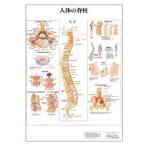 人体チャート　人体の脊柱　ポスターサイズ・ラミネート版　70×51cm 医道の日本社