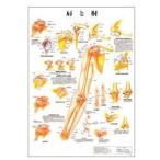 人体チャート　肩と肘　ポスターサイズ・ラミネート版　70×51cm 医道の日本社
