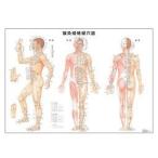 鍼灸経絡経穴図　42×59.4cm 医道の日本社