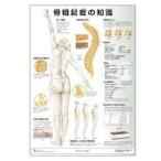 ミニポスター　骨粗鬆症の知識　51.5×36.4cm 医道の日本社