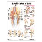 ミニポスター　股関節の構造と損傷　51.5×36.4cm 医道の日本社