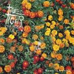 Tiger! Shit! Tiger! Tiger! フォーエヴァー・ヤング CD
