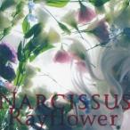 Rayflower NARCISSUS CD