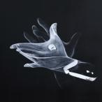 J.A.K.A.M. SPIRIT BEYOND BORDERS CD