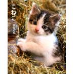 岩合光昭 こねこ Book