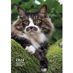  скала . свет .2026 скала . свет ... блокнот Book