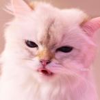 My Hair is Bad cats< обычный запись > CD * привилегия есть 