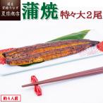 うなぎ 蒲焼き 国産 特々大211-249g×2