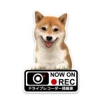 ドライブレコーダーステッカー「ドラレコステッカー 柴犬赤毛」