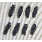 Yahoo! Yahoo!ショッピング(ヤフー ショッピング)お試し限定激安 北海道産A級品 乾燥なまこ ナマコ なまこ 50ｇ入り 2Sサイズ 3g以下 【簡易包装】