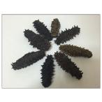 Yahoo! Yahoo!ショッピング(ヤフー ショッピング)北海道産B級品 乾燥なまこ なまこ ナマコ 500ｇ入り Lサイズ 11g以上 【自家用、訳あり品、キズあり、形崩】