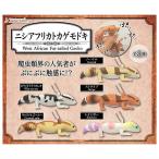 【全部揃ってます!!】ニシアフリカトカゲモドキ [全5種セット(フルコンプ)]【ネコポス配送対応】【C】