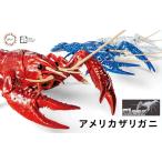 フジミ模型 自由研究シリーズ No.024 EX-3 いきもの編 アメリカザリガニ(クリアー) プラモデル