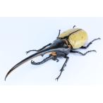 フジミ模型 自由研究シリーズ No.026 いきもの編 ヘラクレスオオカブト 色分け済プラモデル