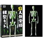 科学と学習PRESENTS　光る　人体骨格模型キット　学研ステイフル　送料無料