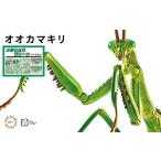 フジミ模型 自由研究シリーズ No.023 EX-3 いきもの編 オオカマキリ(メタリックグリーン) プラモデル 送料無料