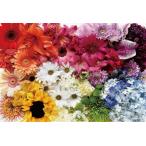 ジグソーパズル 1053スーパースモールピース ブリタニー・ライト Flower Rainbow 26x38cm 31-520　送料無料
